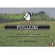 Psyllium 