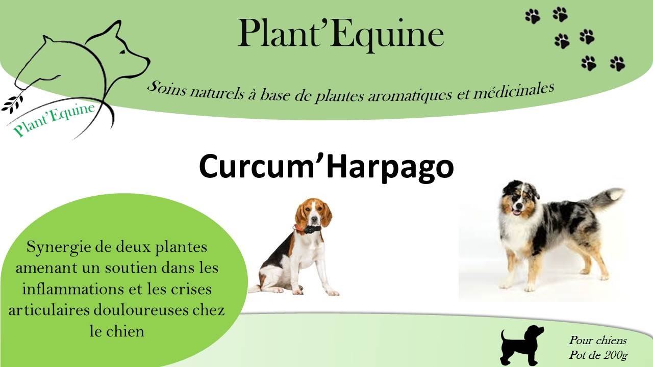 Harpagophytum pour chien : quels bienfaits ?