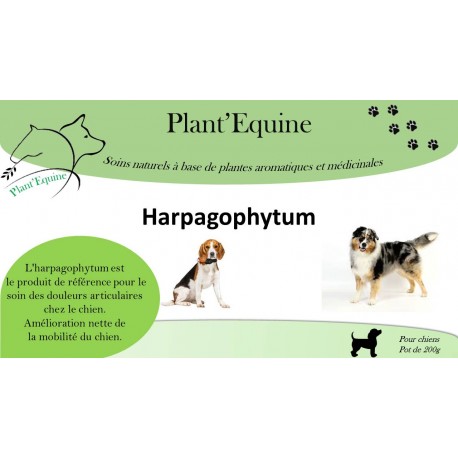 Harpagophytum Chien