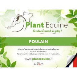 Plant'Equine Poulain